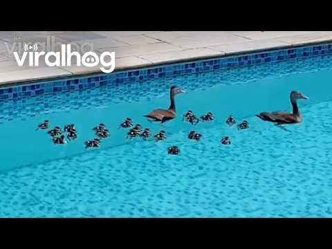 Momma Duck Brings Ducklings for Pool Swim || ViralHog