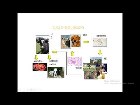 Video: Parasitisk Infektion (neosporose) Hos Hunde
