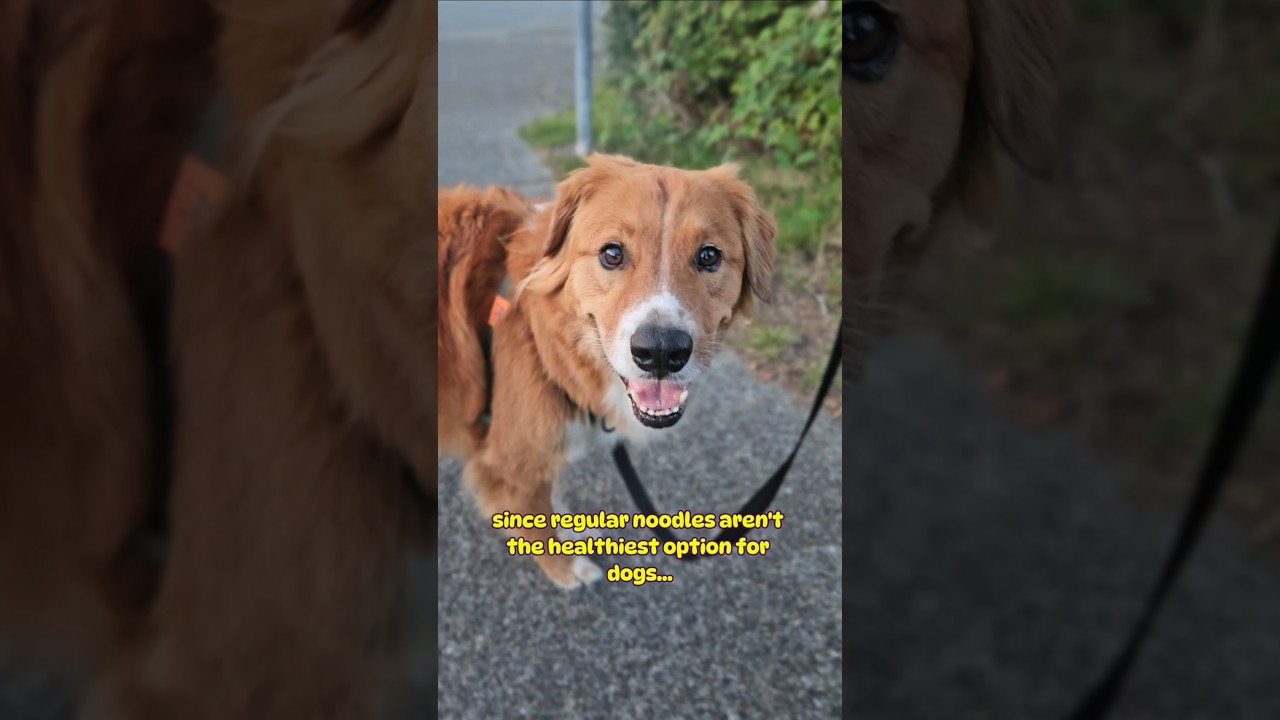 The correct way to send noods (dog noodle recipe) 