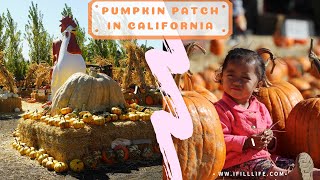 Pumpkin Patch in California | Mia's 2nd Pumpkin Patch at Larry's Produce