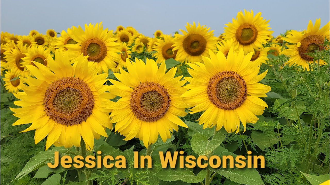 Driving to Cecil, Wisconsin Sunflower 🌻Festival JessicaSinna YouTube