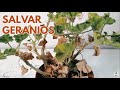 Salvar geranios pelargonium chuyito jardinero