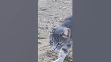 شفناه ضايع عالشاطئ Cover اعتني Cat Ytdayibenionecikarnolur قطط كيوت Cat Ytdayibeni 