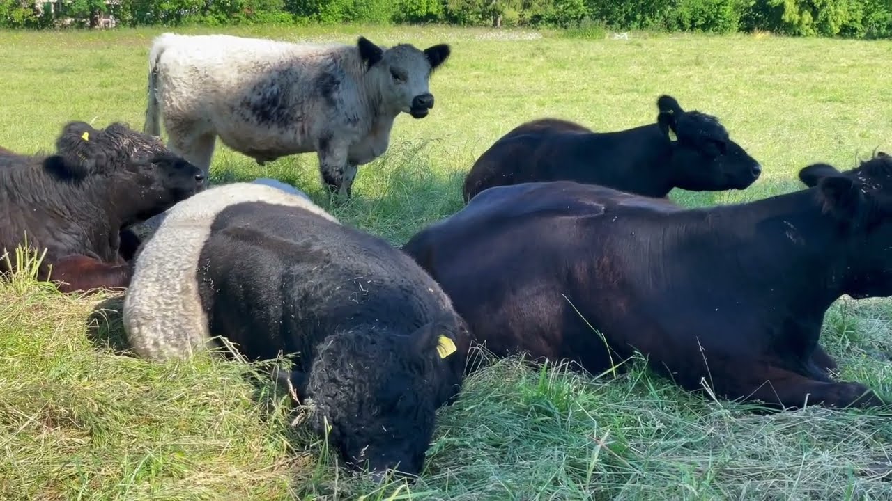 Waltraud und Mariechen bei „So lacht NRW“