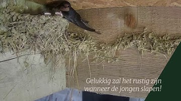 Wanneer de zwaluwen slapen... | Livecam Highlights