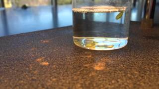 Photosynthesis in Leaf Discs