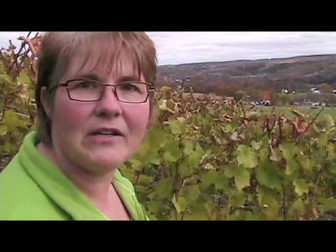 Gaspereau Vinyards