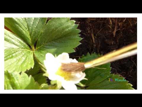 How to pollinate wild strawberries without bees? Artificial plant pollination