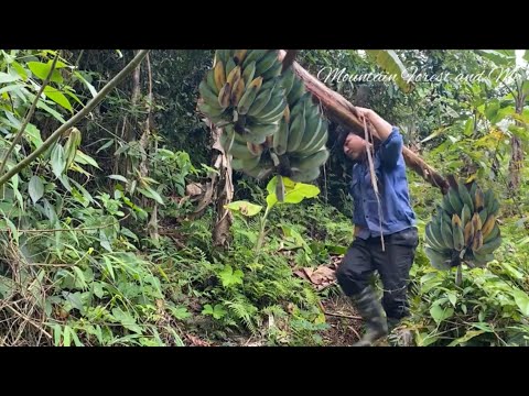 Видео: Luffa - байгалиас бэлэглэсэн угаалгын алчуур. Байгалийн угаалгын алчуурыг өөрөө яаж хийх вэ?