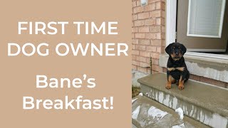 8 Week Old Rottweiler Puppy's Morning Routine!