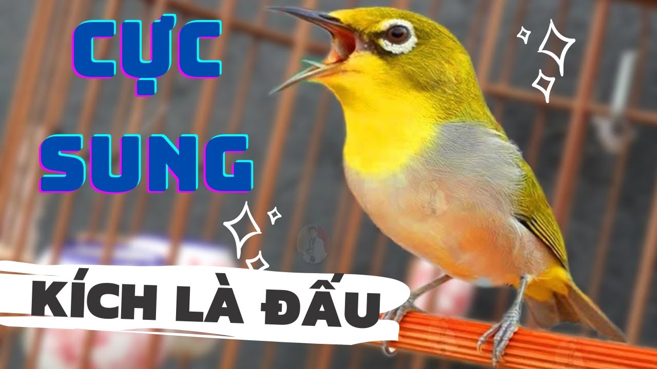 Vành khuyên líu đấu. Kích lửa vành khuyên líu đấu | SIÊU HAY | Khuyên líu kích bổi. khuyên líu. bird