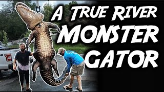 Biggest Alligator Ever Harvested On Video? ? Florida Public Land Gator Hunting Sns 