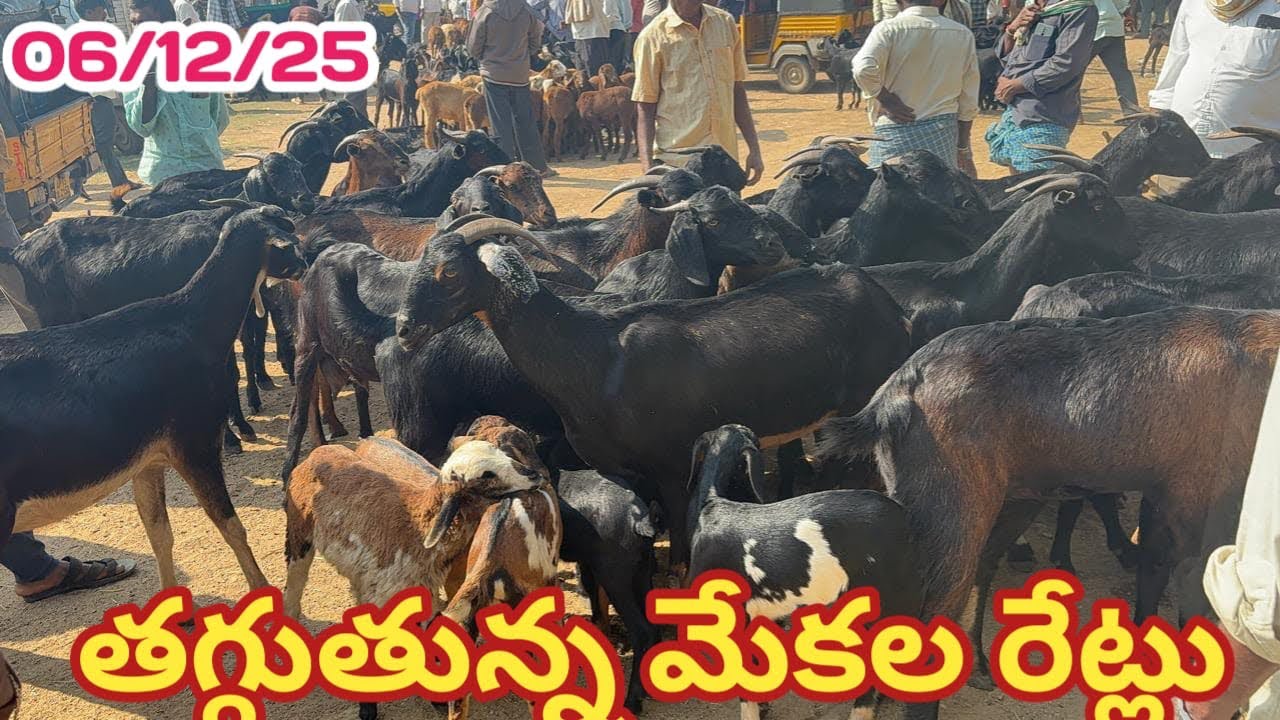 పెద్దసైజ్ మేకలు దుబ్బాక అంగడి 