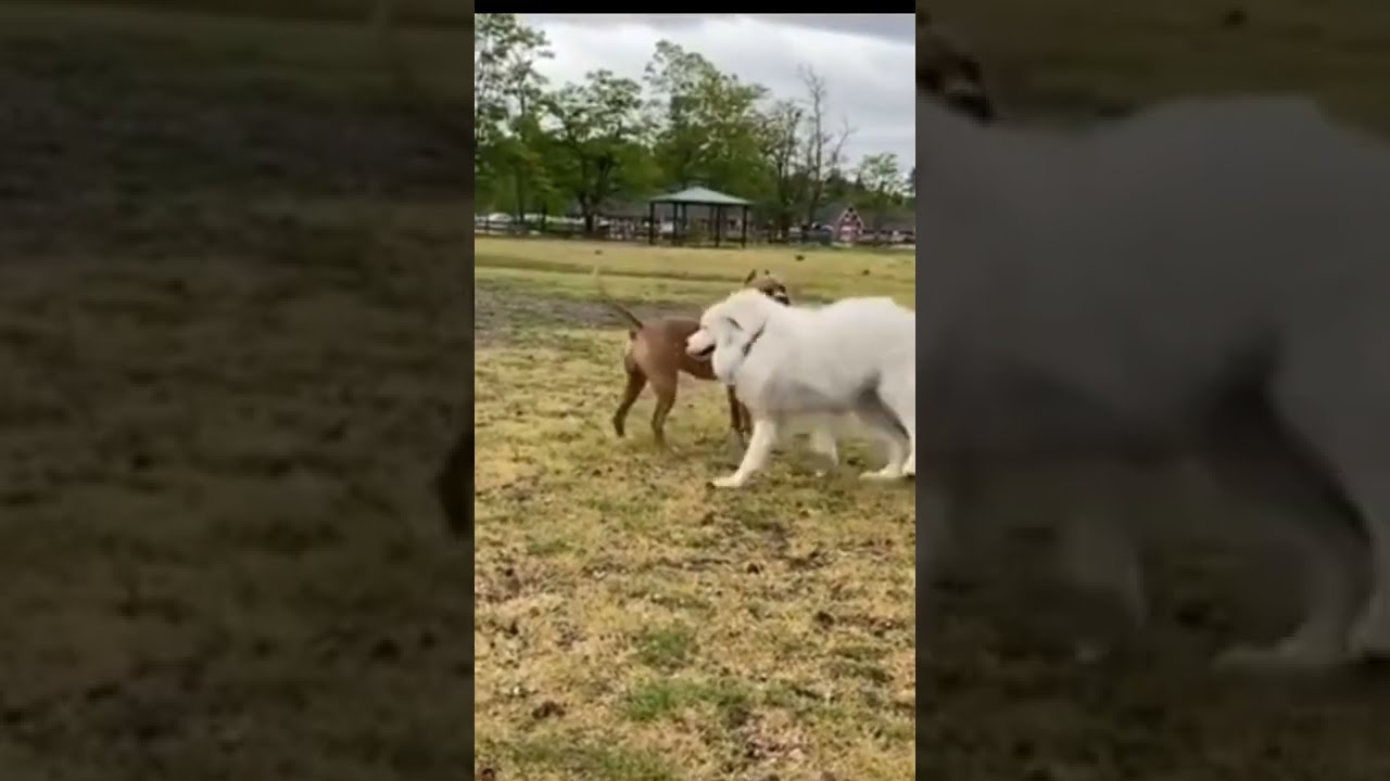 tibetan mastiff vs pitbull fight