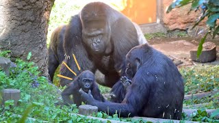 Baby gorilla Sumomo is watched over by her father silveback Haoko🦍🦍👀