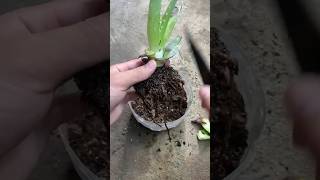 Aloe Vera Grow aloevera shortvideo shorts planting plant