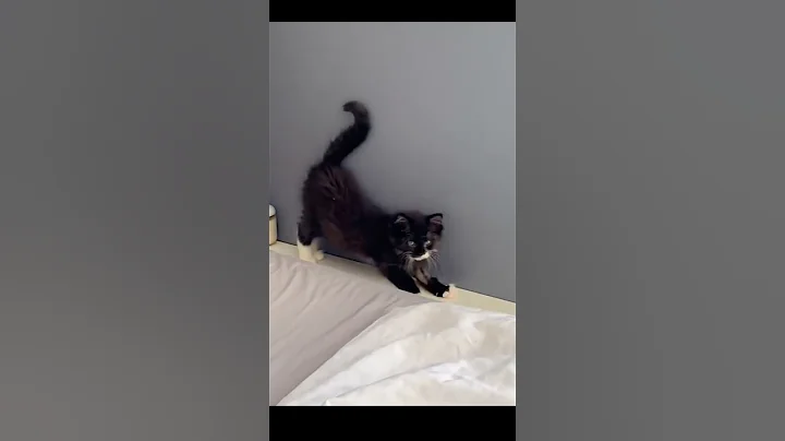 Video 11485651: sleepy cat, cute sleepy cat, funny cat sleepy