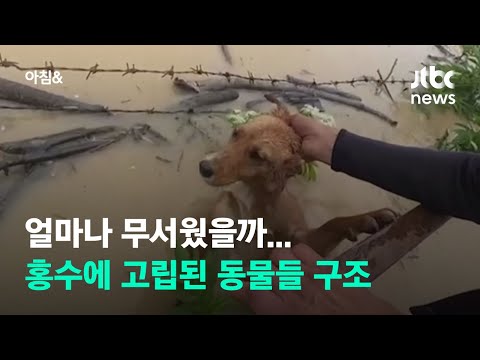 <strong>홍수에</strong> 휩쓸린 동물들 구조 위해 래프팅 국대 코치 등 나섰다 / JTBC 아침&amp;amp;