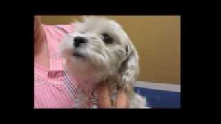 Maltese Rescue California - Penelope by Maltese Rescue California 8,198 views 10 years ago 2 minutes, 49 seconds