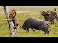 buffalo too late to rescue his friend from lion - king of lion run away from buffalo - lion, buffalo