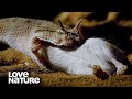 Horned Viper Destroys Gerbil in the Blink of an Eye | Love Nature