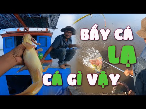 Video Đoán đây là cá ÚC SÀO không biết phải không | Đụng bầy... - youtube