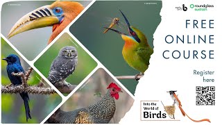 Into the World of Birds | Free, Online, Self-paced Course