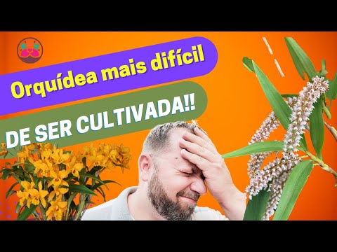 Vídeo: Orquídeas são difíceis de cuidar?