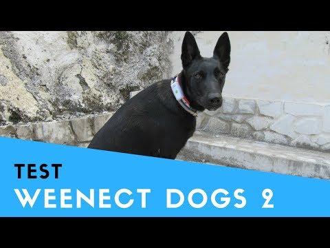 Weenect Dogs 2 Traceur GPS pour chien