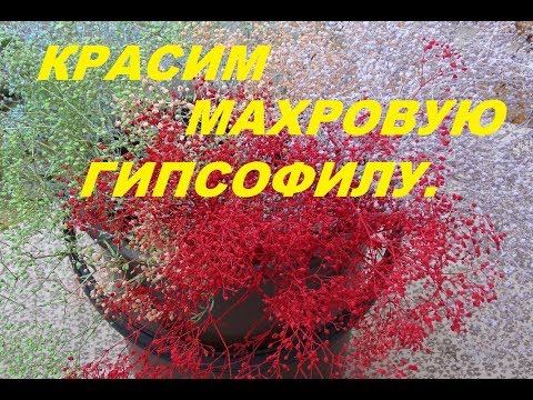 КАК Я ПОКРАСИЛА МАХРОВУЮ ГИПСОФИЛУ.