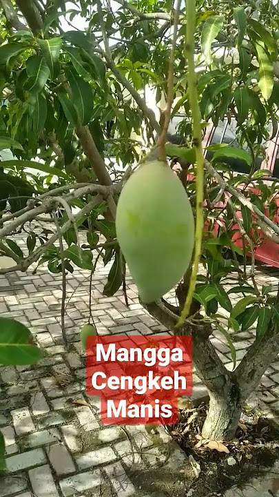 Mangga Super manis