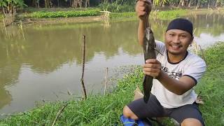 Asiknya Mancing Ikan Gabus di Pati Jawa Tengah