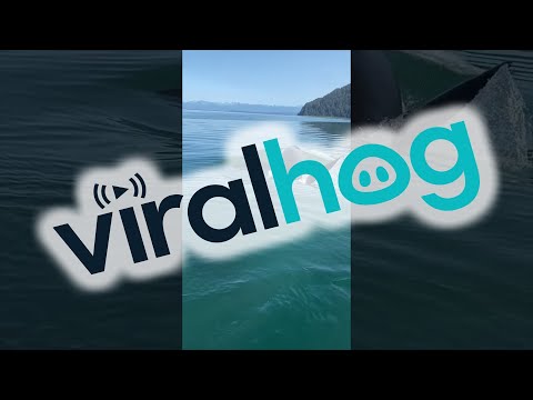 Orca Approaches Fishing Boat || ViralHog