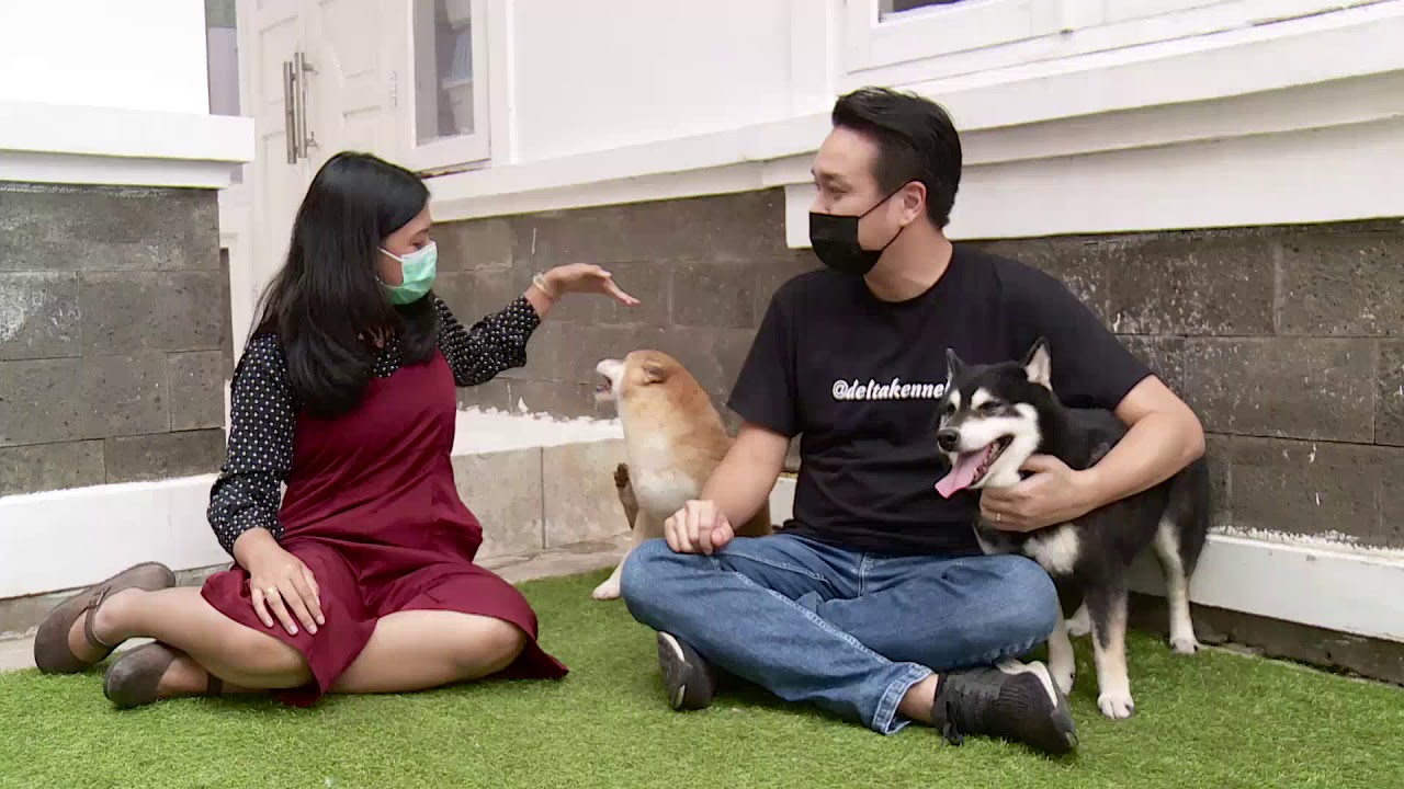 Mengenal Shiba Inu Si Anjing Jepang Yang Baik Yuk Ipop Youtube