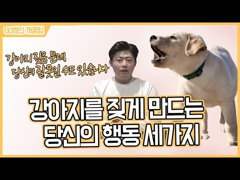 강아지를 더 짖게 만드는 당신의 행동 3가지, 반려견 짖음 이유┃GO쌤의 개꿀팁