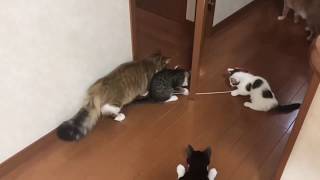 豆大福たちの綱引きに乱入する母猫がかわいい