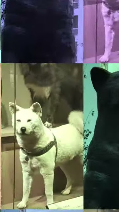 LOVELY HACHIKO // ODIO #Shorts #Youtubeshorts