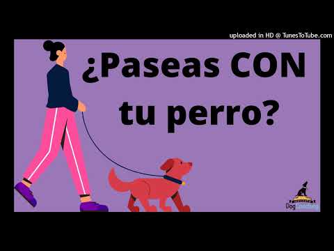 Video: 16 personas que están clavando totalmente este perro cosa de los padres