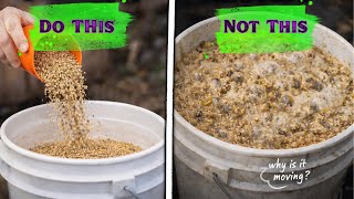 Everything You Need to Know About Fermenting Feed