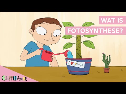 Wat is fotosynthese?