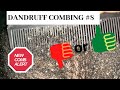 Dandruff combing #8