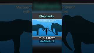 Largest Land Mammals EVER!