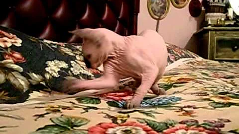 Video 1235671: canadian sphynx cattery, sphynx kittens blue, blue eyed sphynx