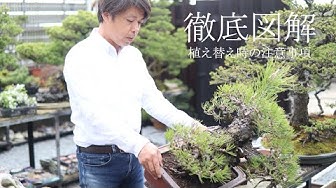 盆栽 Youtube 盆栽 Youtube