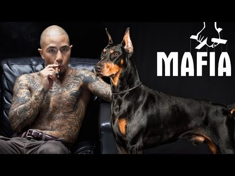 Video: Forskjellen Mellom Gangster Og Mobster