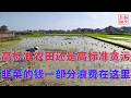 高标准农田还是高标准贪污||韭菜的钱一部分浪费在这里