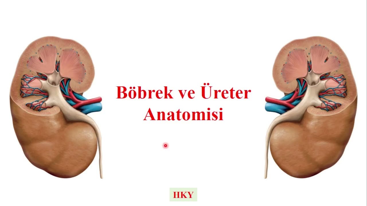 Böbrek ve Üreter Anatomisi