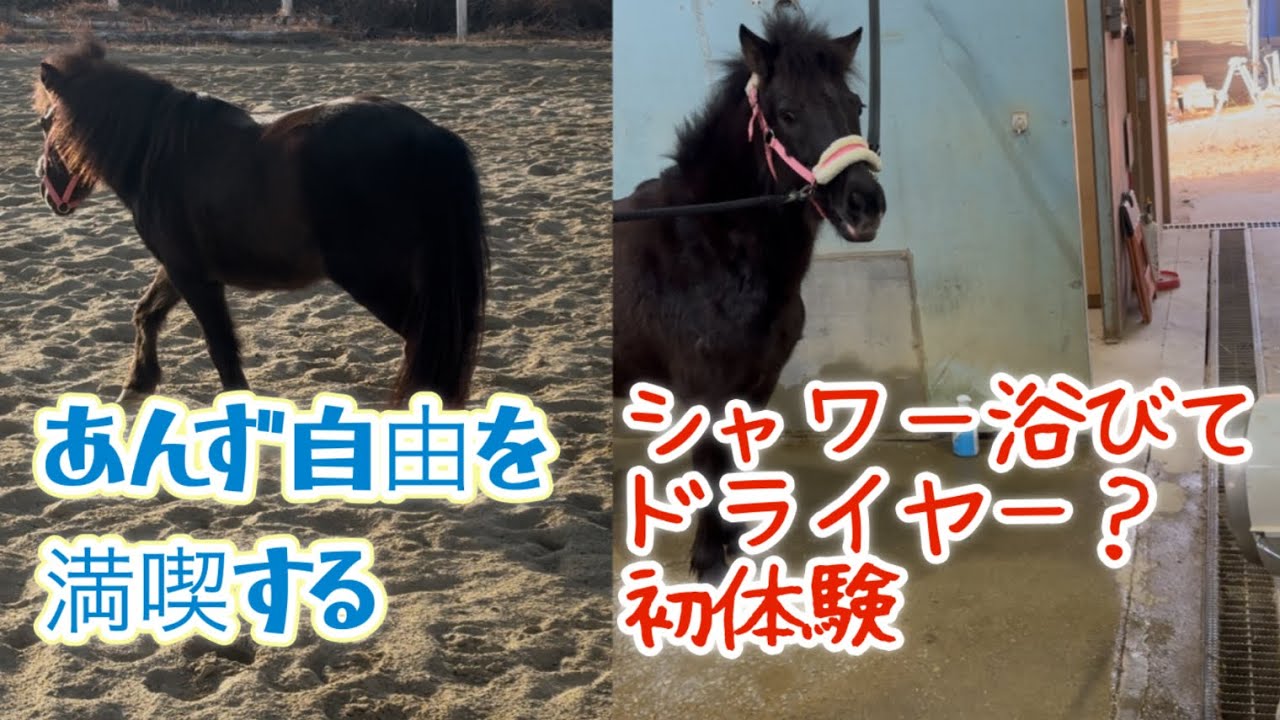 あんず自由時間と初めてのジェットヒーター体験