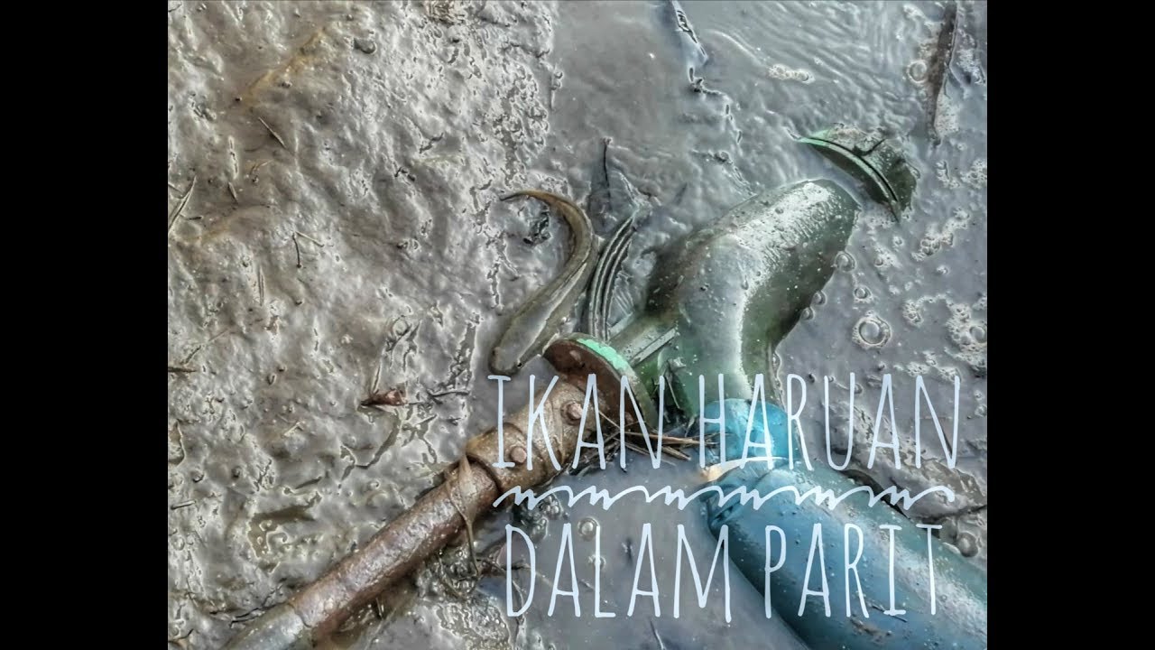 Ikan Haruan dalam parit