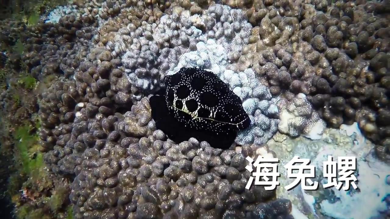 南方澳豆腐岬珊瑚海潛水 宜蘭潛水